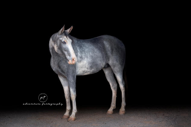 Horse black background photography WV
